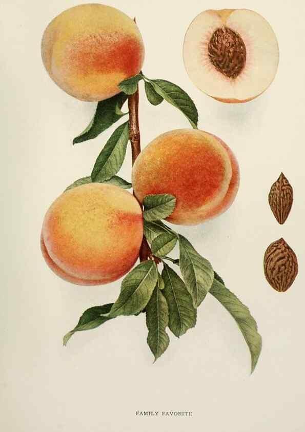 Reproducción/Reproduction 29803010836: The peaches of New York,. Albany,J. B. Lyon Company, printers,1917.