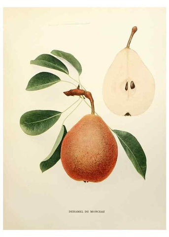 Reproducción/Reproduction 30051367471: The pears of New York.. Albany,Lyon,1921.