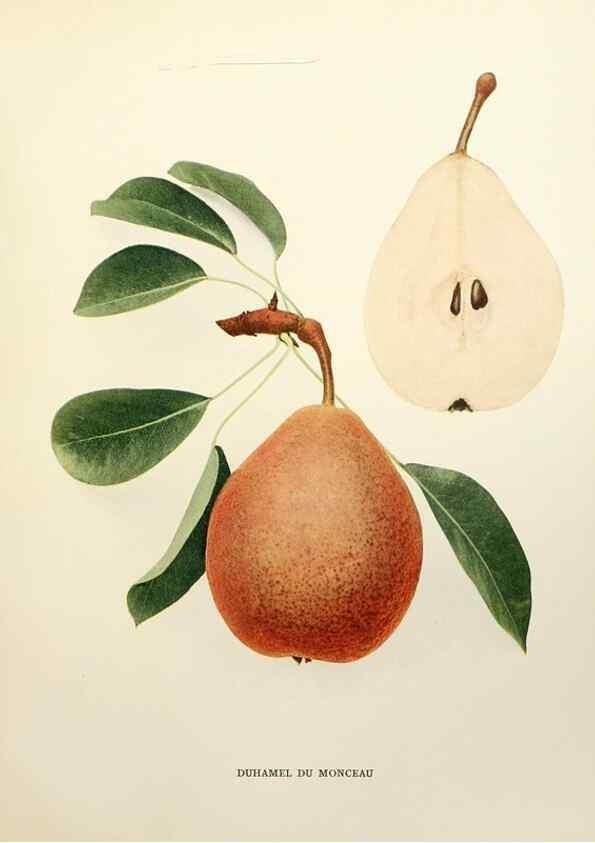Reproducción/Reproduction 30051367471: The pears of New York.. Albany,Lyon,1921.