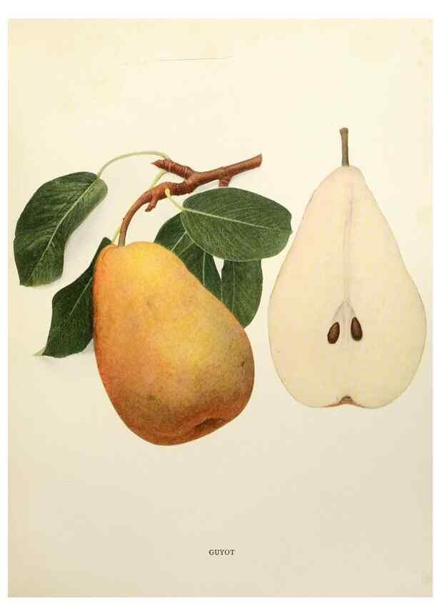 Reproducción/Reproduction 29840108860: The pears of New York.. Albany,Lyon,1921.