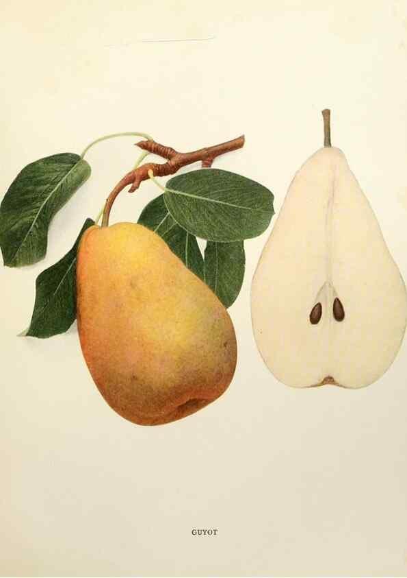 Reproducción/Reproduction 29840108860: The pears of New York.. Albany,Lyon,1921.