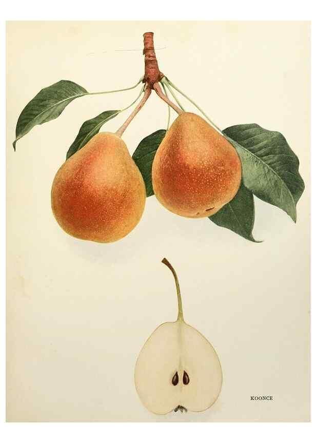 Reproducción/Reproduction 29507288154: The pears of New York.. Albany,Lyon,1921.