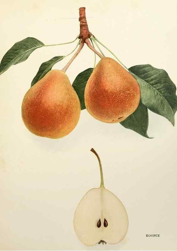Reproducción/Reproduction 29507288154: The pears of New York.. Albany,Lyon,1921.