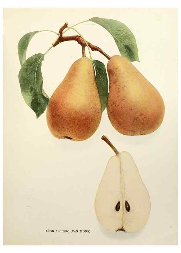Reproducción/Reproduction 29507290034: The pears of New York.. Albany,Lyon,1921.