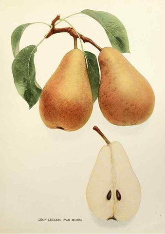 Reproducción/Reproduction 29507290034: The pears of New York.. Albany,Lyon,1921.