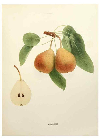 Reproducción/Reproduction 30051387931: The pears of New York.. Albany,Lyon,1921.