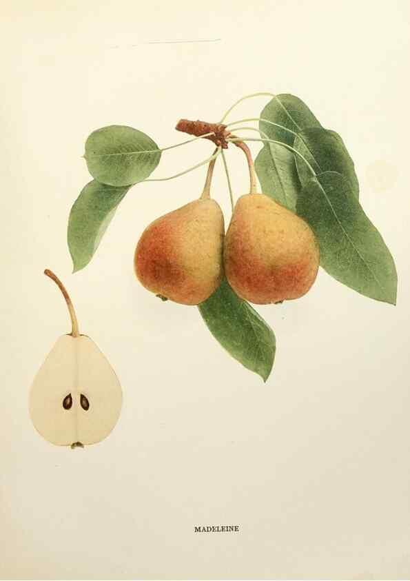 Reproducción/Reproduction 30051387931: The pears of New York.. Albany,Lyon,1921.