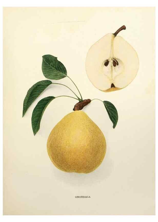 Reproducción/Reproduction 30100573146: The pears of New York.. Albany,Lyon,1921.