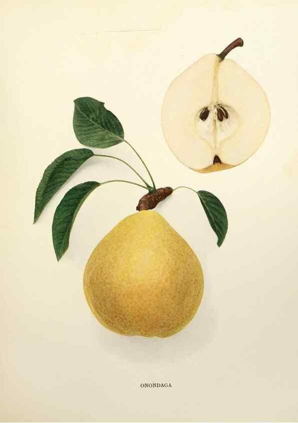 Reproducción/Reproduction 30100573146: The pears of New York.. Albany,Lyon,1921.