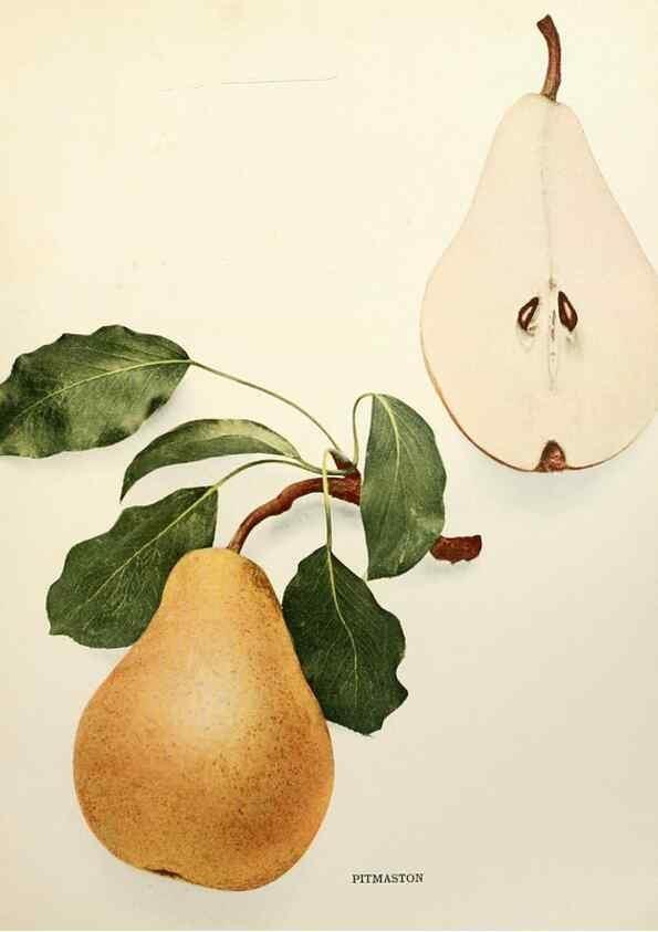Reproducción/Reproduction 30021142402: The pears of New York.. Albany,Lyon,1921.