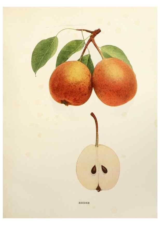 Reproducción/Reproduction 29840121110: The pears of New York.. Albany,Lyon,1921.