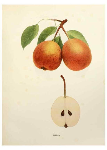 Reproducción/Reproduction 29840121110: The pears of New York.. Albany,Lyon,1921.