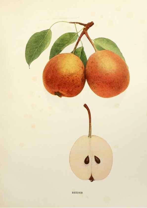 Reproducción/Reproduction 29840121110: The pears of New York.. Albany,Lyon,1921.