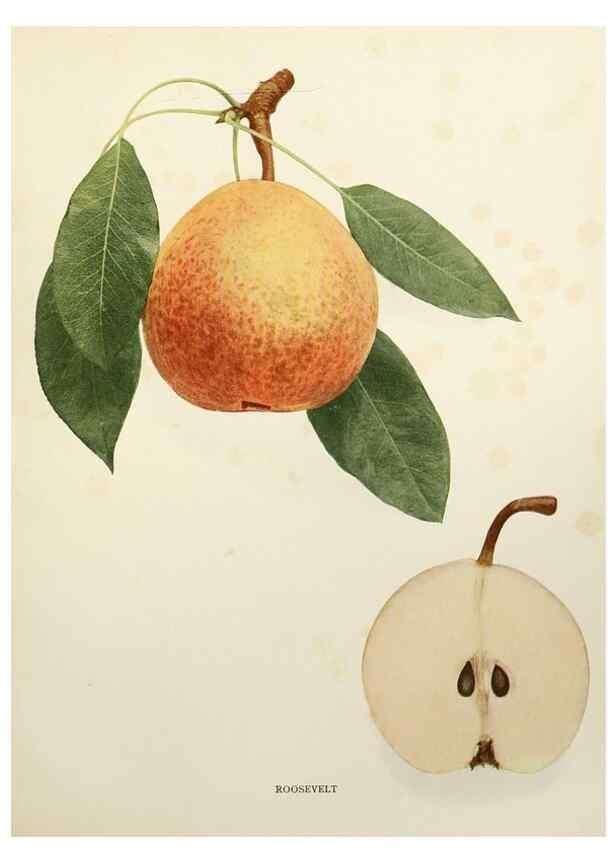 Reproducción/Reproduction 29506904723: The pears of New York.. Albany,Lyon,1921.
