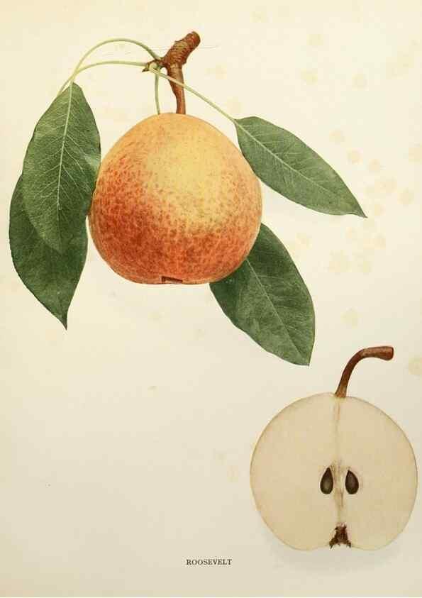 Reproducción/Reproduction 29506904723: The pears of New York.. Albany,Lyon,1921.