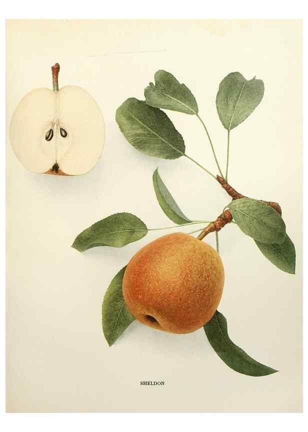 Reproducción/Reproduction 29840125400: The pears of New York.. Albany,Lyon,1921.
