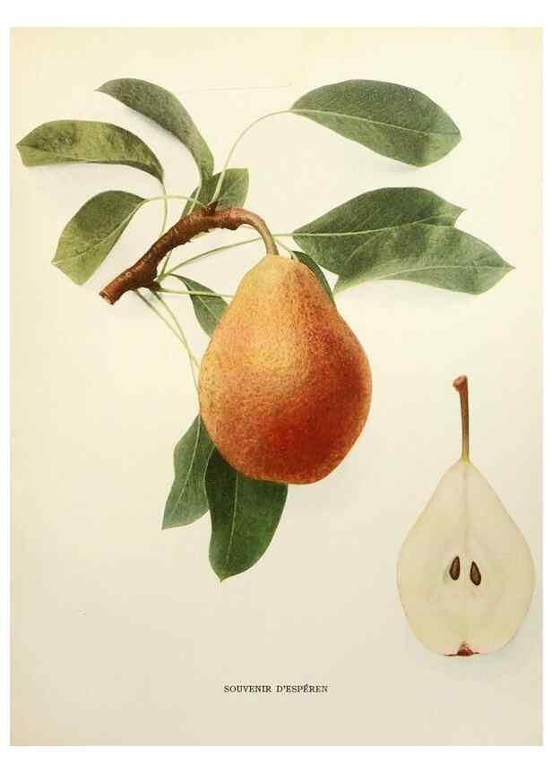 Reproducción/Reproduction 29840127570: The pears of New York.. Albany,Lyon,1921.