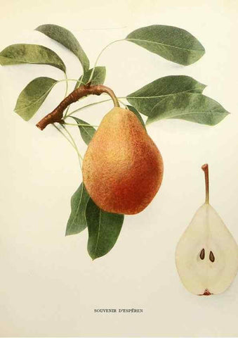 Reproducción/Reproduction 29840127570: The pears of New York.. Albany,Lyon,1921.