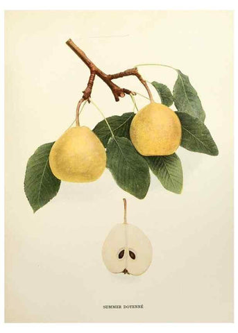 Reproducción/Reproduction 29506913493: The pears of New York.. Albany,Lyon,1921.