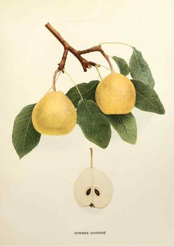 Reproducción/Reproduction 29506913493: The pears of New York.. Albany,Lyon,1921.