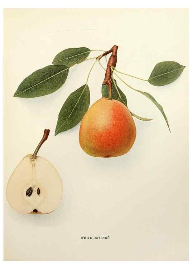 Reproducción/Reproduction 29506916573: The pears of New York.. Albany,Lyon,1921.