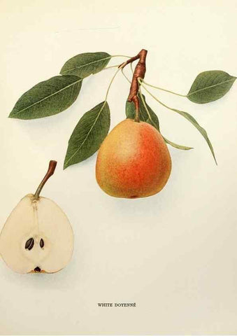 Reproducción/Reproduction 29506916573: The pears of New York.. Albany,Lyon,1921.