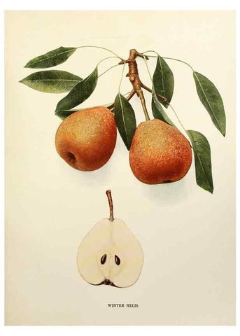 Reproducción/Reproduction 29507316844: The pears of New York.. Albany,Lyon,1921.