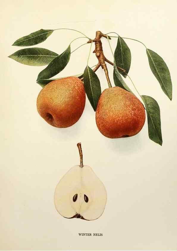 Reproducción/Reproduction 29507316844: The pears of New York.. Albany,Lyon,1921.