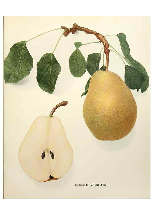 Reproducción/Reproduction 29506875633: The pears of New York.. Albany,Lyon,1921.