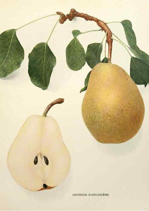 Reproducción/Reproduction 29506875633: The pears of New York.. Albany,Lyon,1921.