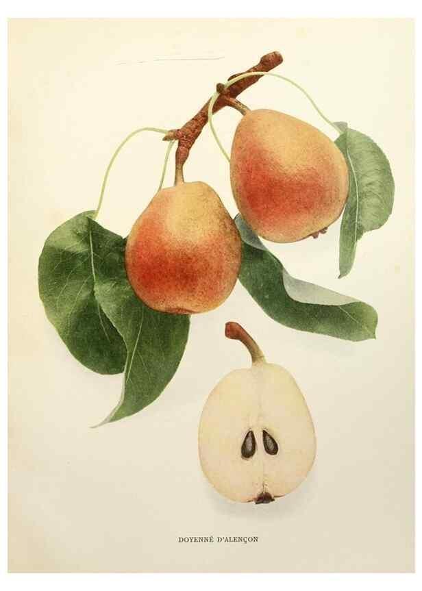 Reproducción/Reproduction 30100565396: The pears of New York.. Albany,Lyon,1921.