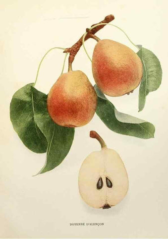 Reproducción/Reproduction 30100565396: The pears of New York.. Albany,Lyon,1921.