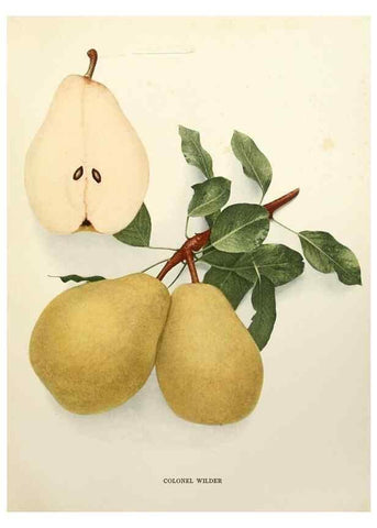 Reproducción/Reproduction 30100562766: The pears of New York.. Albany,Lyon,1921.