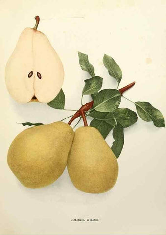Reproducción/Reproduction 30100562766: The pears of New York.. Albany,Lyon,1921.