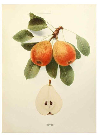 Reproducción/Reproduction 29507277134: The pears of New York.. Albany,Lyon,1921.