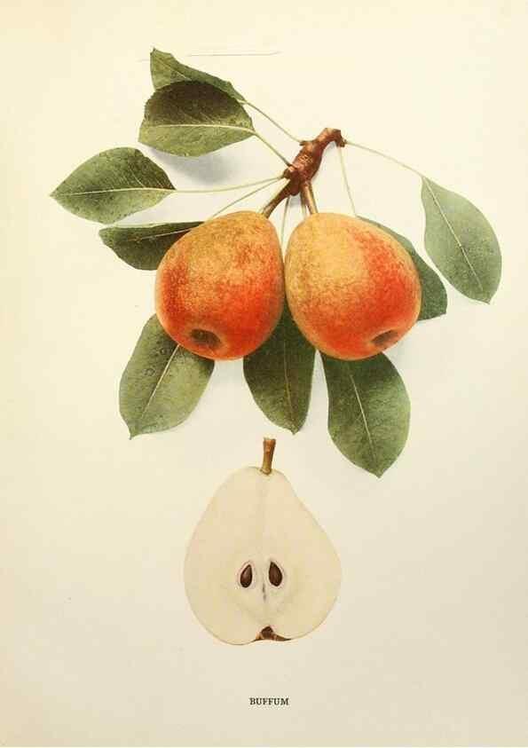 Reproducción/Reproduction 29507277134: The pears of New York.. Albany,Lyon,1921.