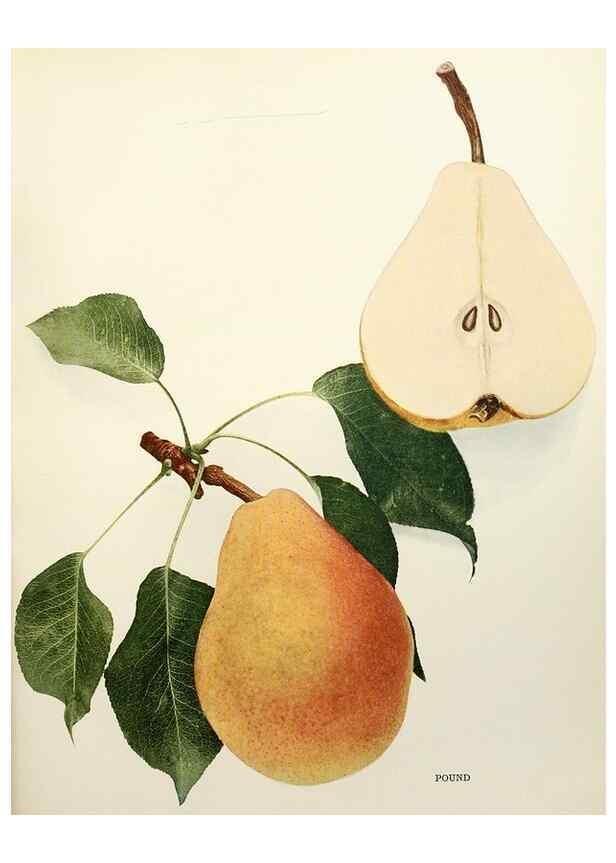 Reproducción/Reproduction 29837975210: The pears of New York.. Albany,Lyon,1921.