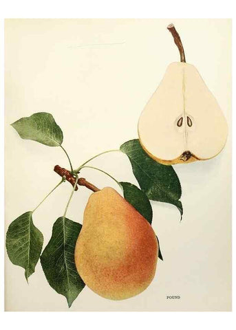 Reproducción/Reproduction 29837975210: The pears of New York.. Albany,Lyon,1921.