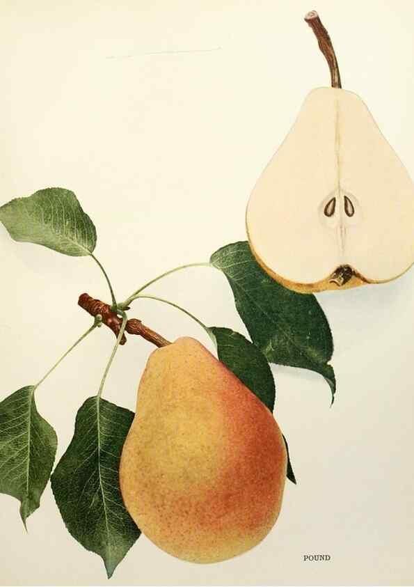 Reproducción/Reproduction 29837975210: The pears of New York.. Albany,Lyon,1921.