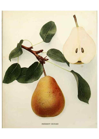 Reproducción/Reproduction 29505013604: The pears of New York.. Albany,Lyon,1921.