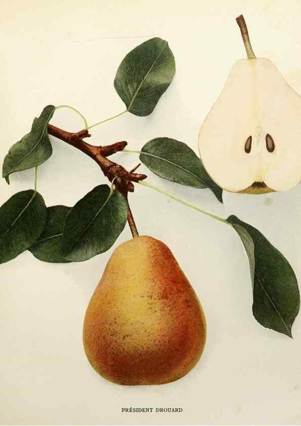 Reproducción/Reproduction 29505013604: The pears of New York.. Albany,Lyon,1921.