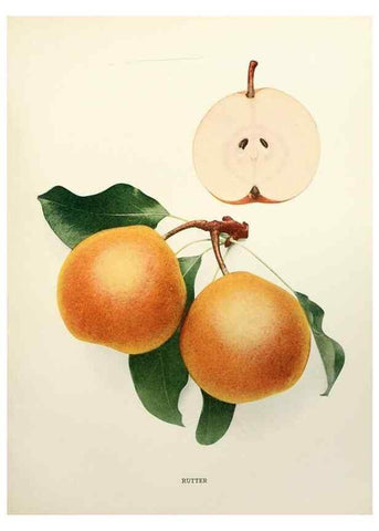 Reproducción/Reproduction 30018816882: The pears of New York.. Albany,Lyon,1921.