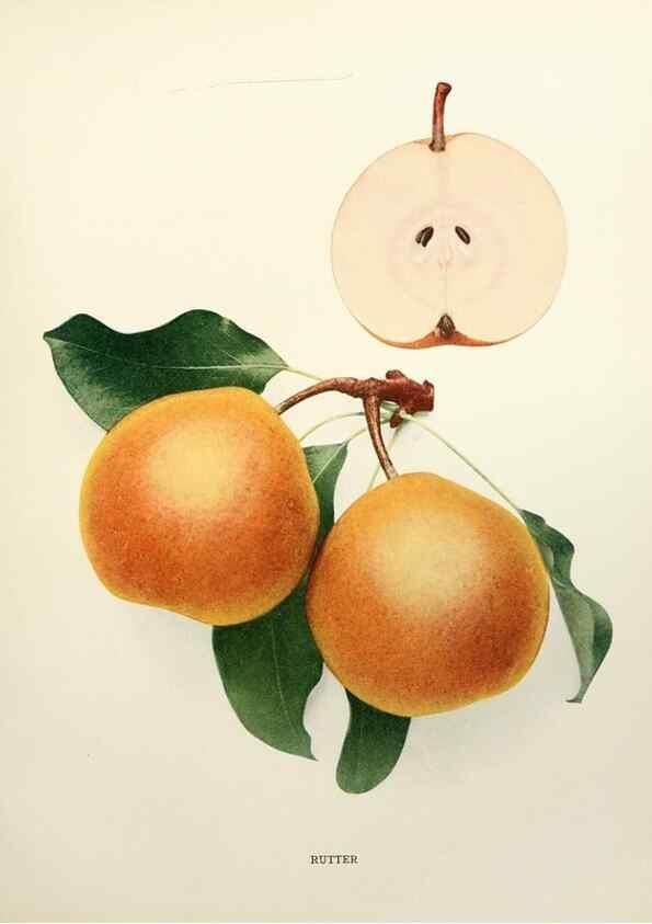 Reproducción/Reproduction 30018816882: The pears of New York.. Albany,Lyon,1921.