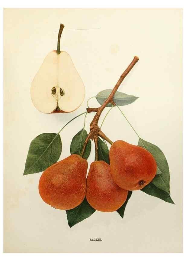 Reproducción/Reproduction 29504536793: The pears of New York.. Albany,Lyon,1921.