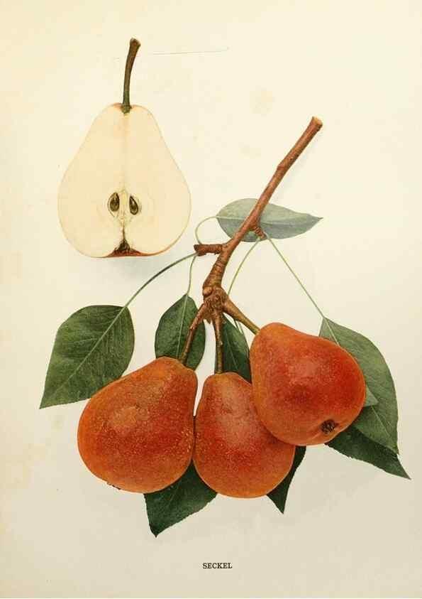 Reproducción/Reproduction 29504536793: The pears of New York.. Albany,Lyon,1921.