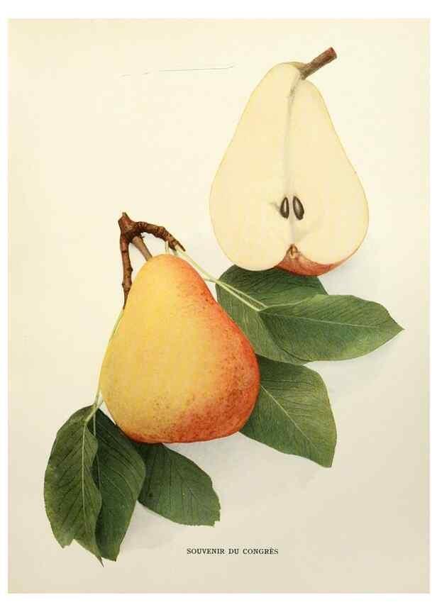 Reproducción/Reproduction 29504540633: The pears of New York.. Albany,Lyon,1921.