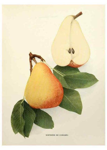 Reproducción/Reproduction 29504540633: The pears of New York.. Albany,Lyon,1921.