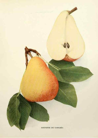 Reproducción/Reproduction 29504540633: The pears of New York.. Albany,Lyon,1921.