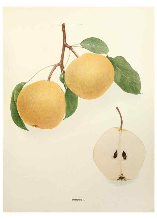 Reproducción/Reproduction 30098407496: The pears of New York.. Albany,Lyon,1921.