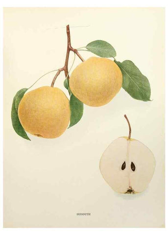 Reproducción/Reproduction 30098407496: The pears of New York.. Albany,Lyon,1921.